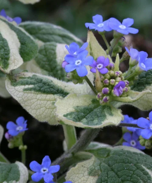 brunnera-variegata.webp
