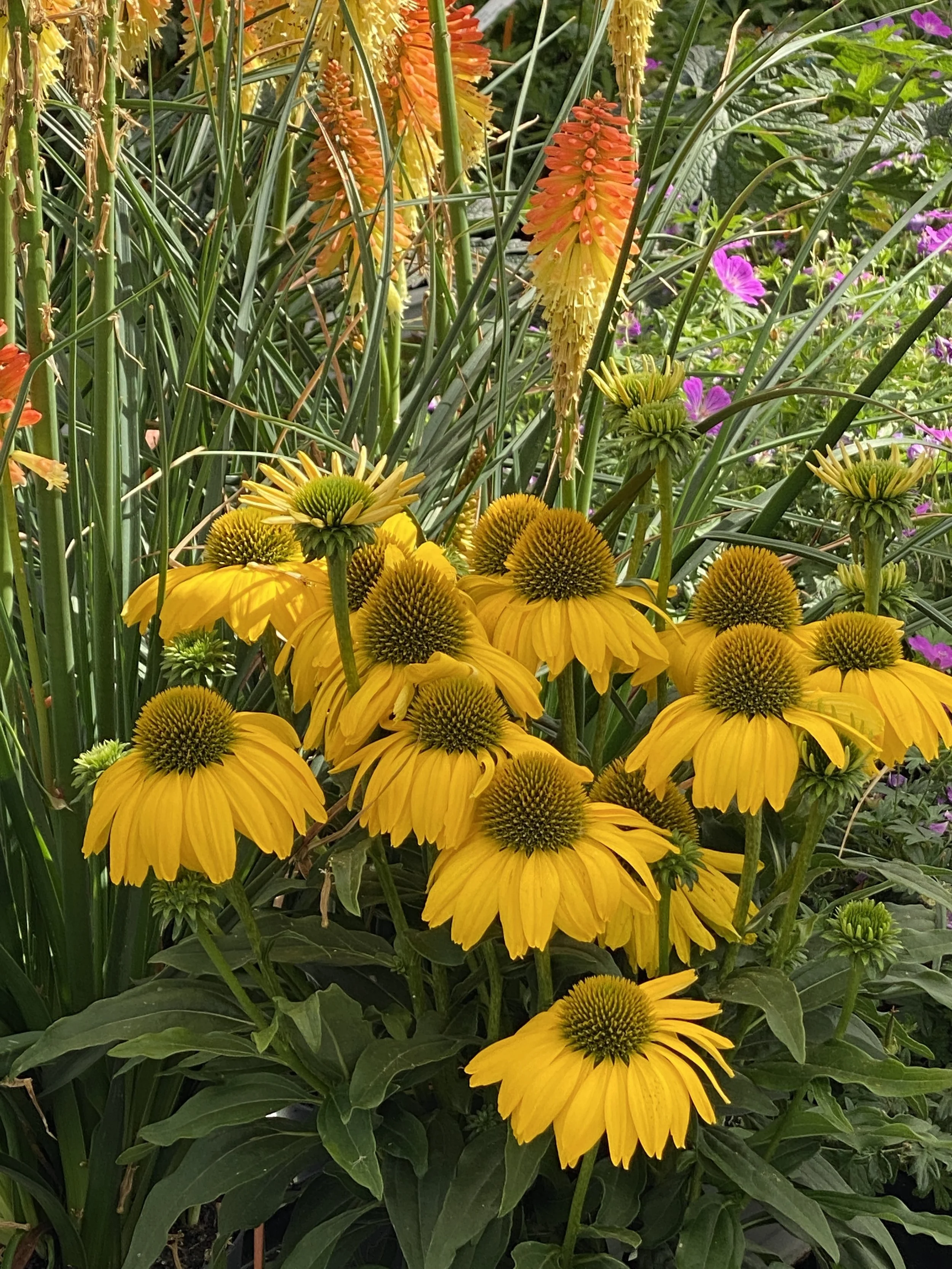 Echinacea SunSeekers Citrus fp.jpg