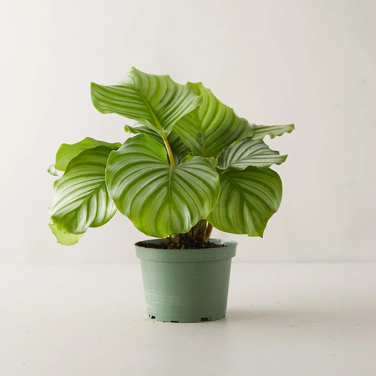 Calathea Orbifolia