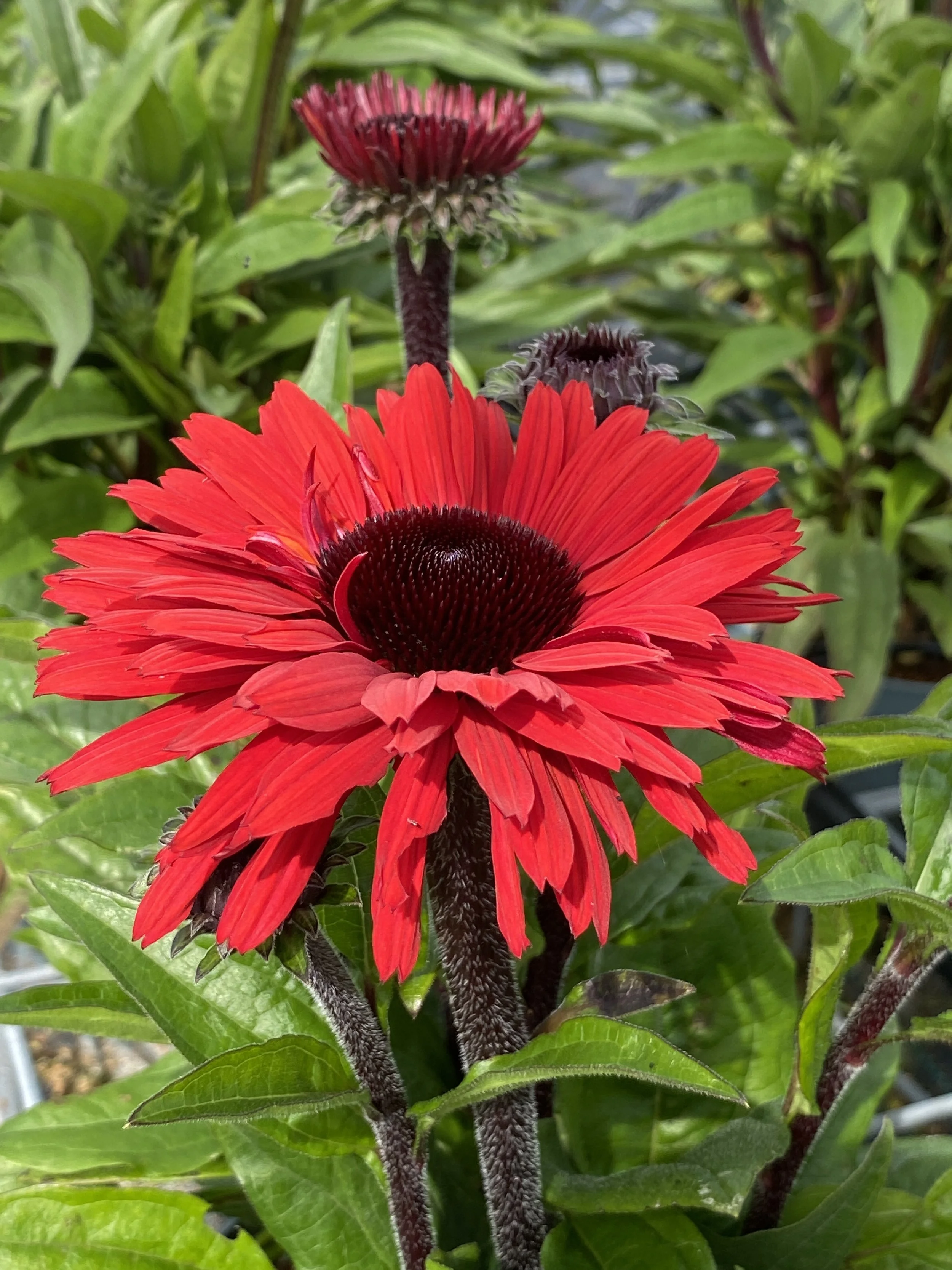 Echinacea SunSeekers Racing Red Improved Close Up 1.jpg