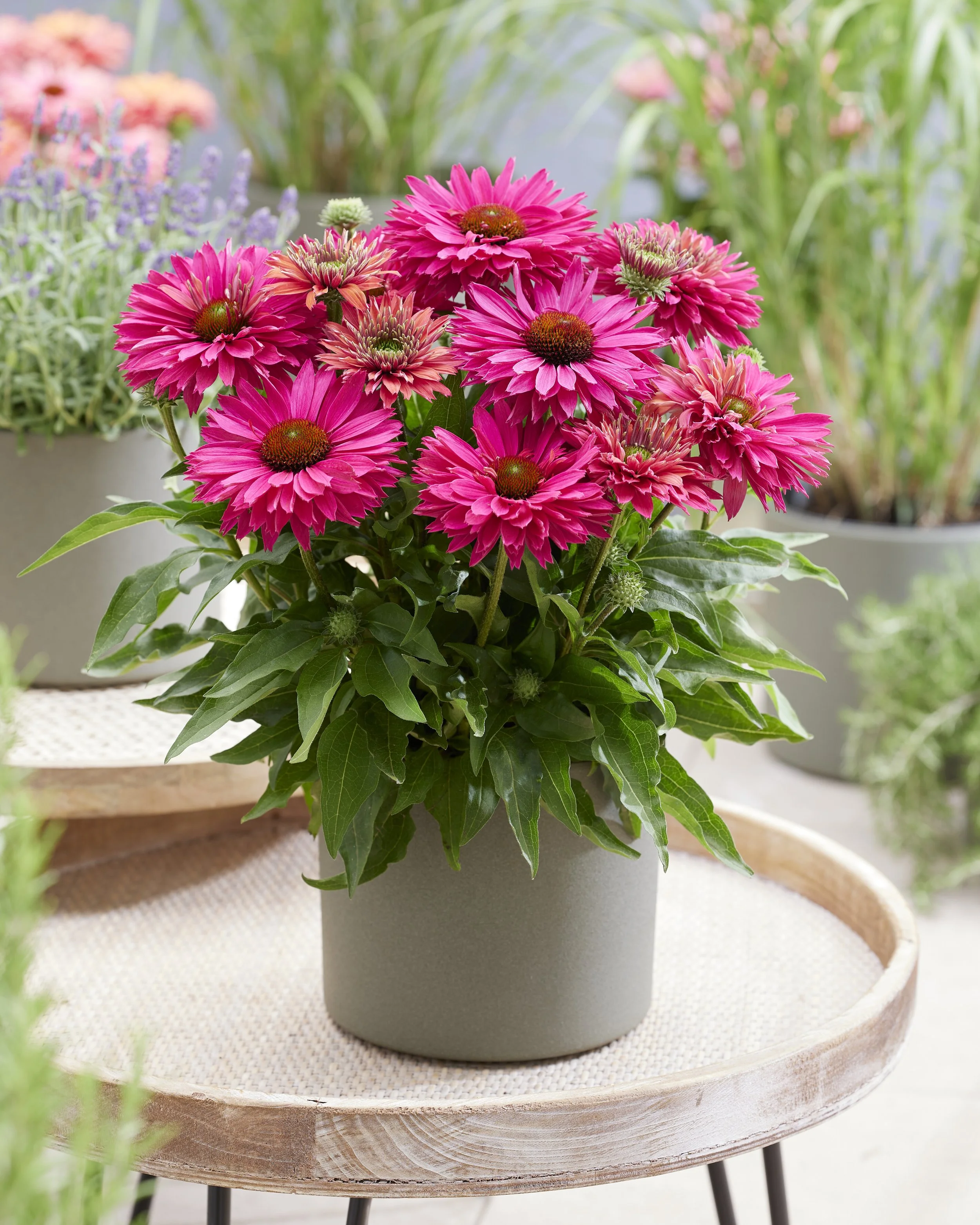 Echinacea SunSeekers Sweet Fuchsia patio.jpg