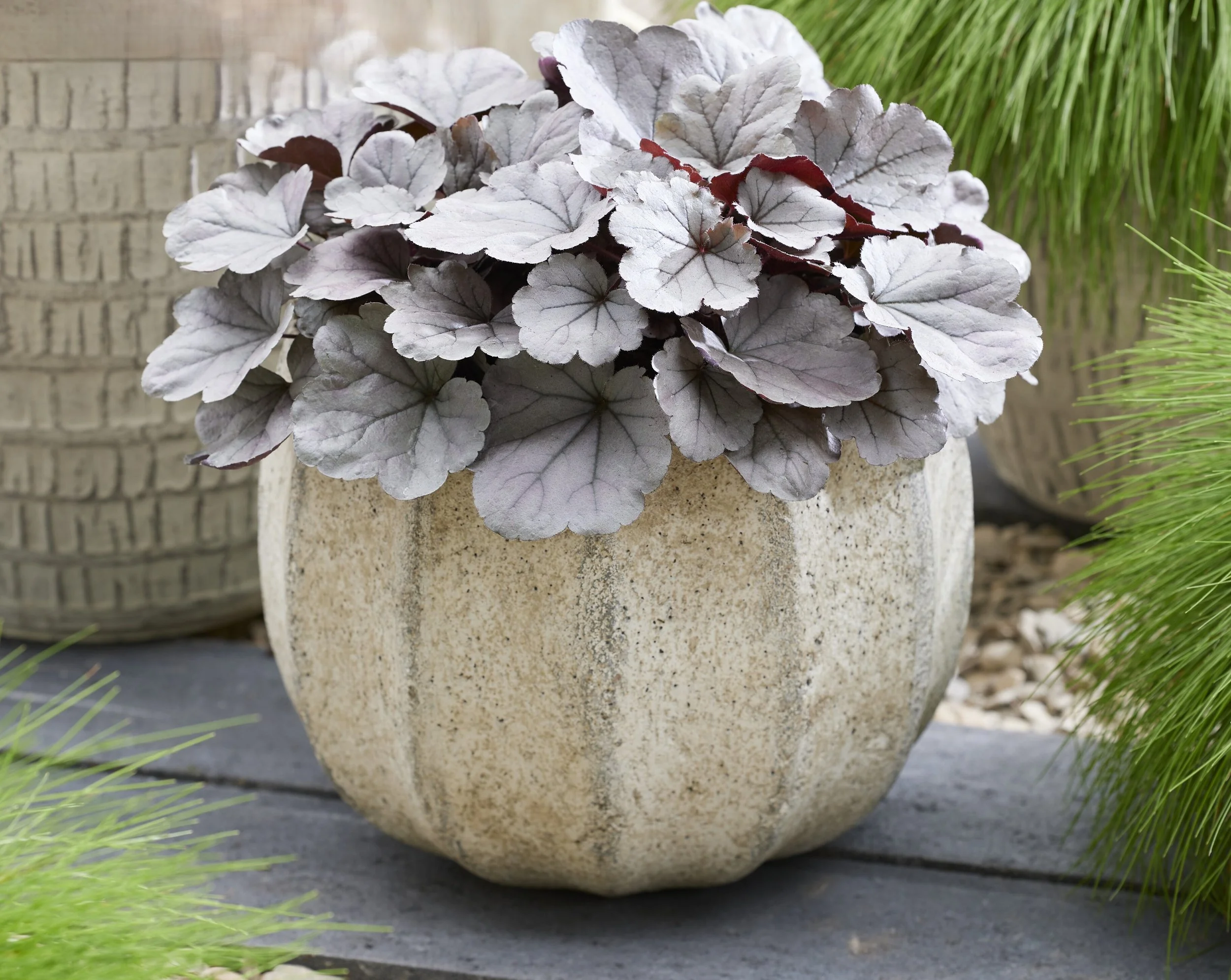 Heuchera Silverberry_patio[1].jpg