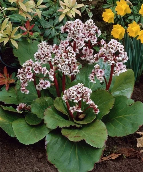 bergenia-silberlicht.jpg