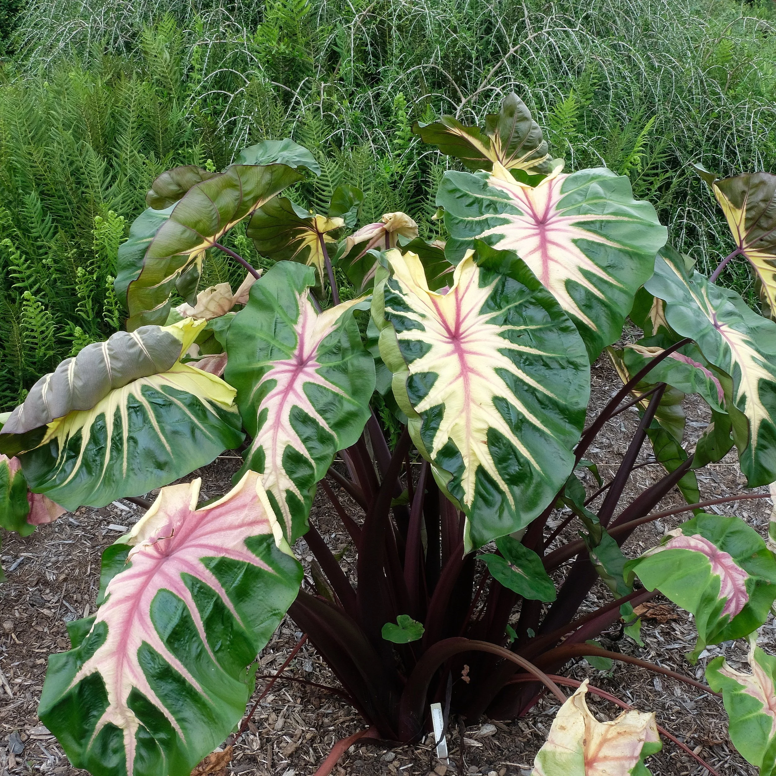 Colocasia Waikiki.jpg