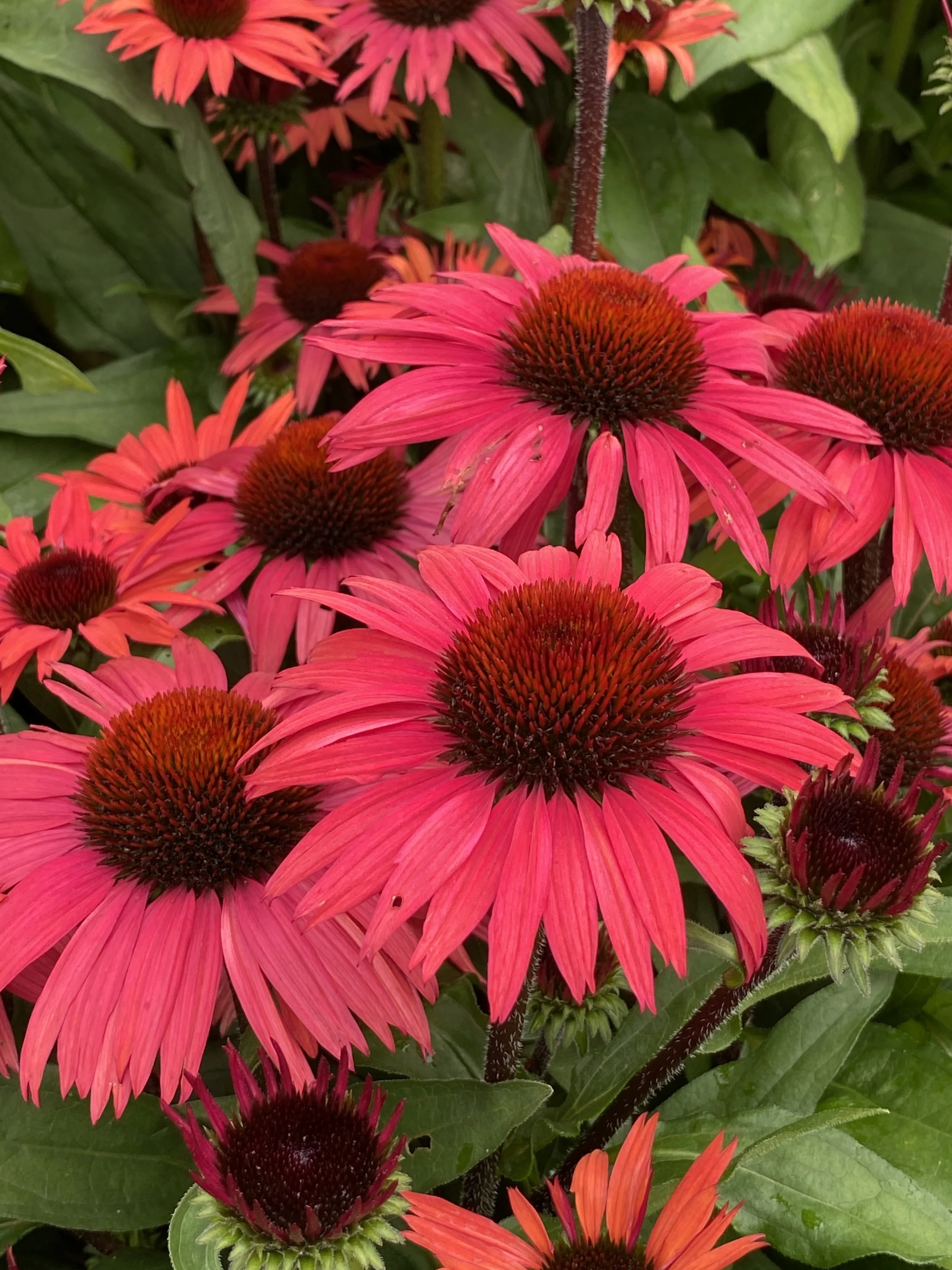 Echinacea SunSeekers Pomegranate cu.jpg