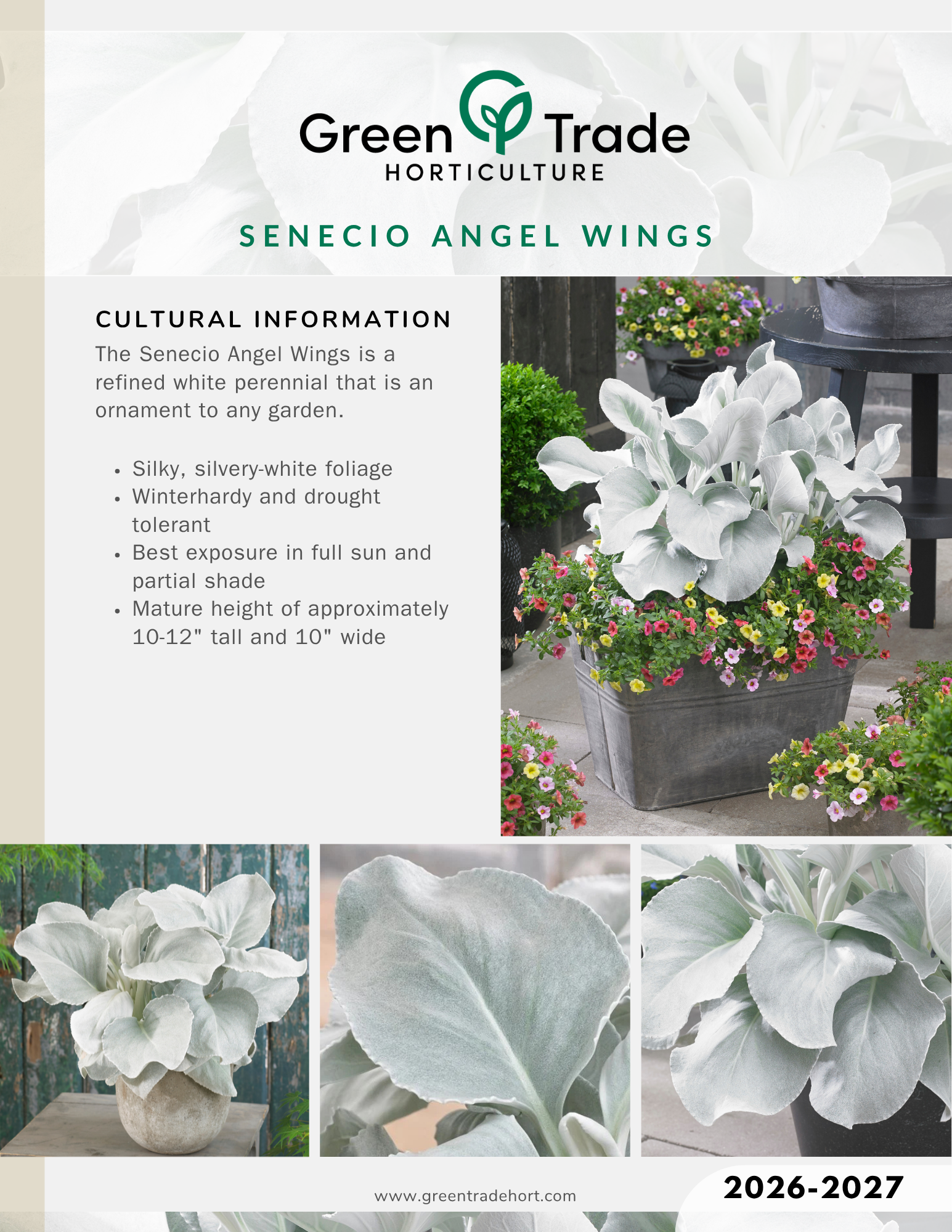 2026-2027 Senecio Angel Wings Flyer.png
