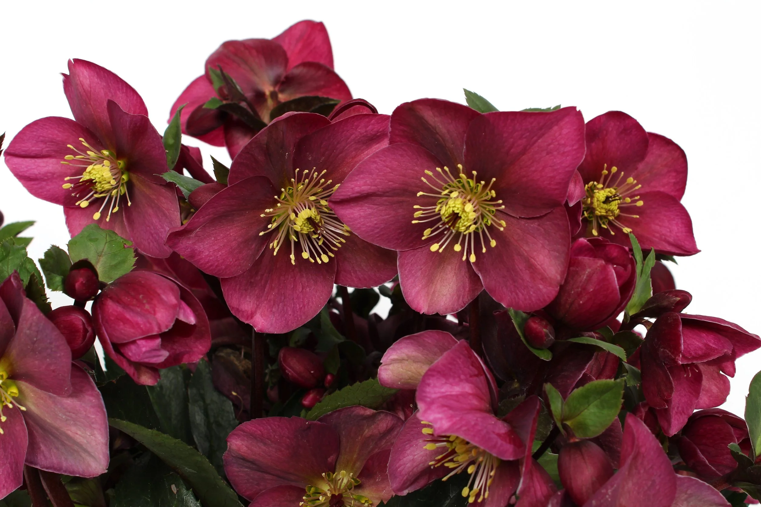Helleborus Winter Sparkle Red