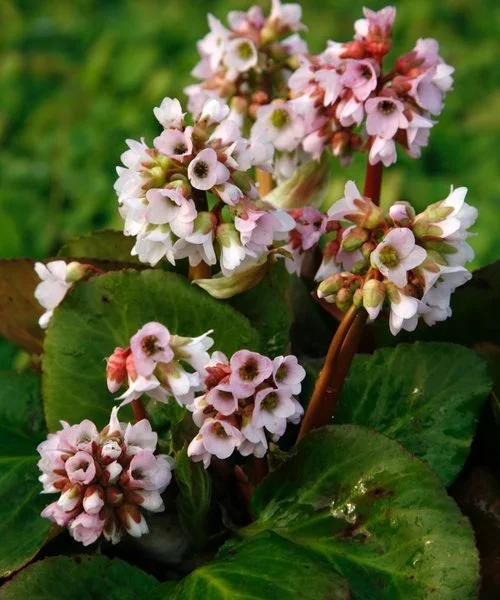 bergenia-baby-doll (1).webp