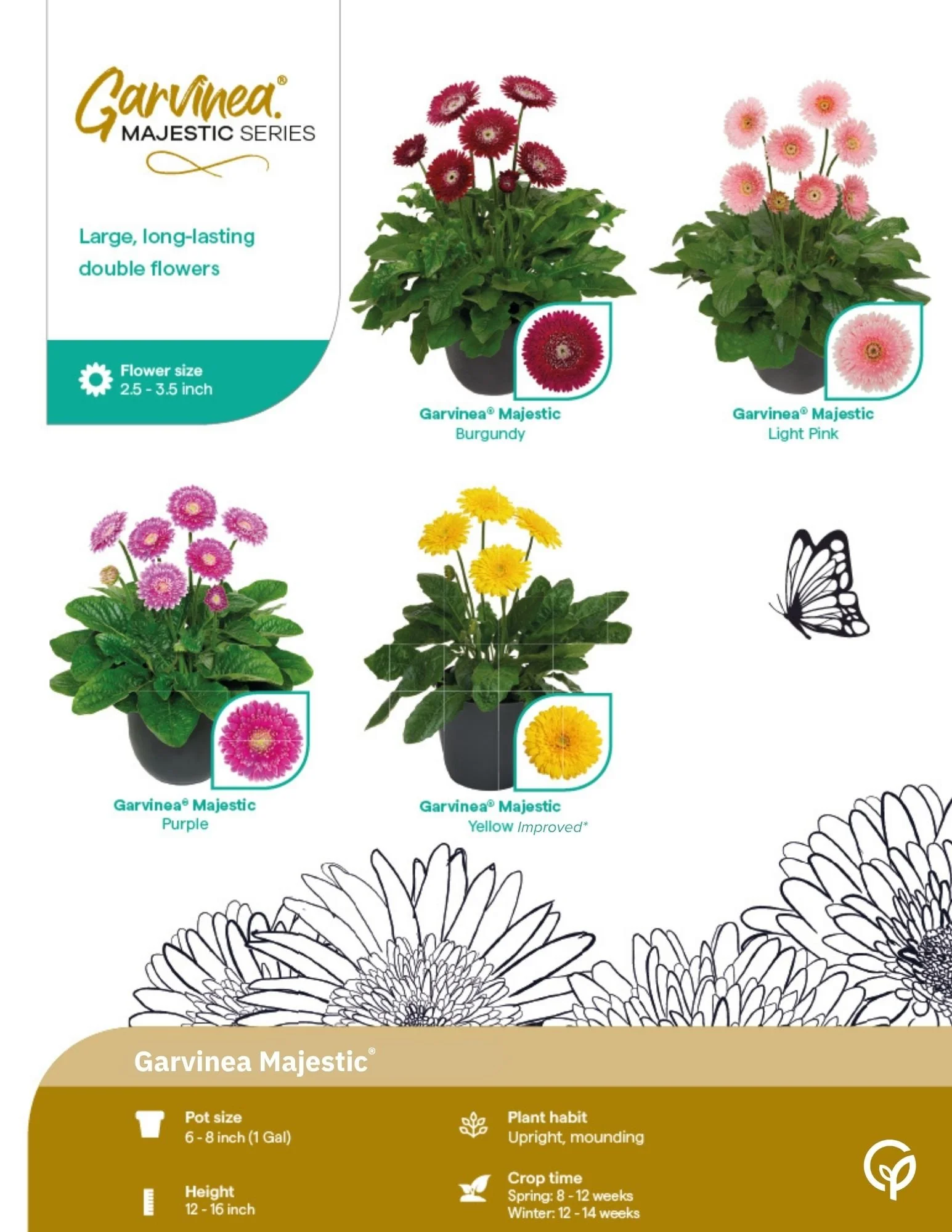GTH Garvinea Garden Gerbera 2026-2027 Final page 2.jpg