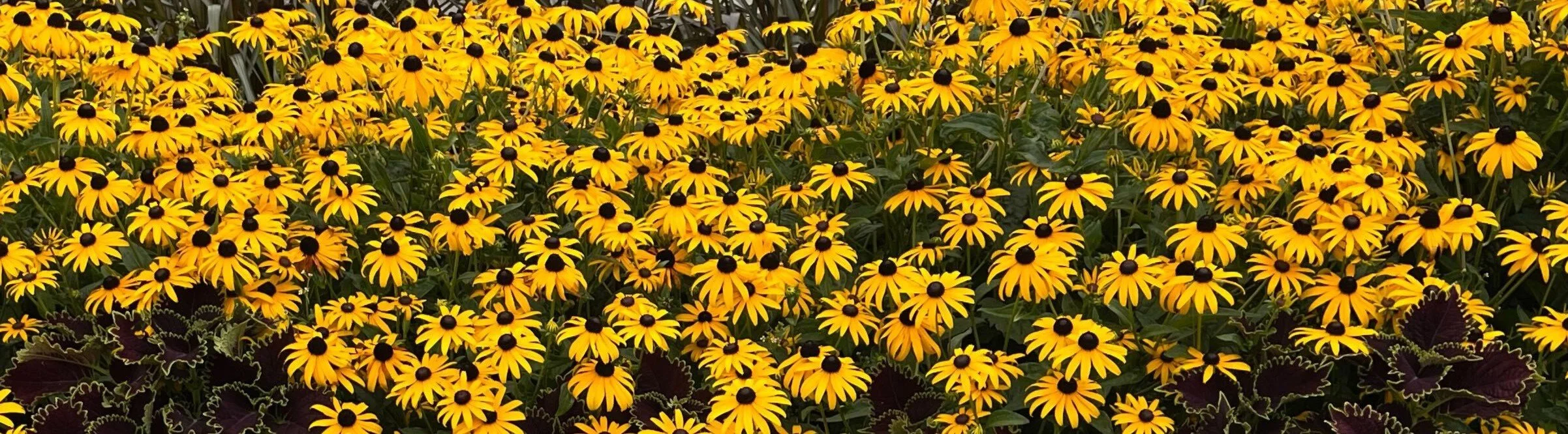 Rudbeckia Mega Millions Garden Line.jpg