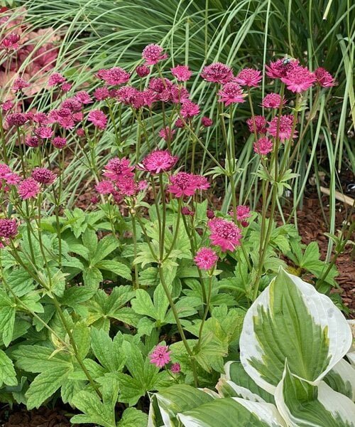 astrantia-capri (1).jpg