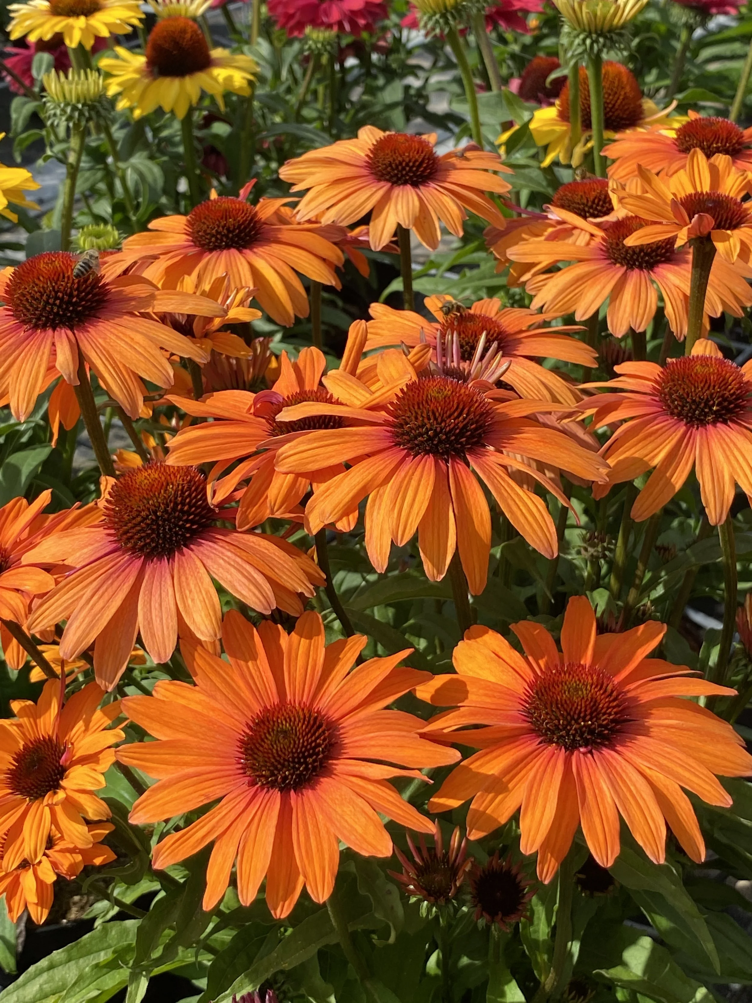 Echinacea SunSeekers Clementine cu bij.JPG