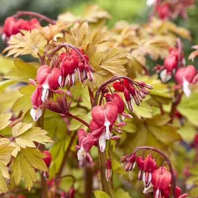 Dicentra Jolly Hearts Spark Close Up.jpg