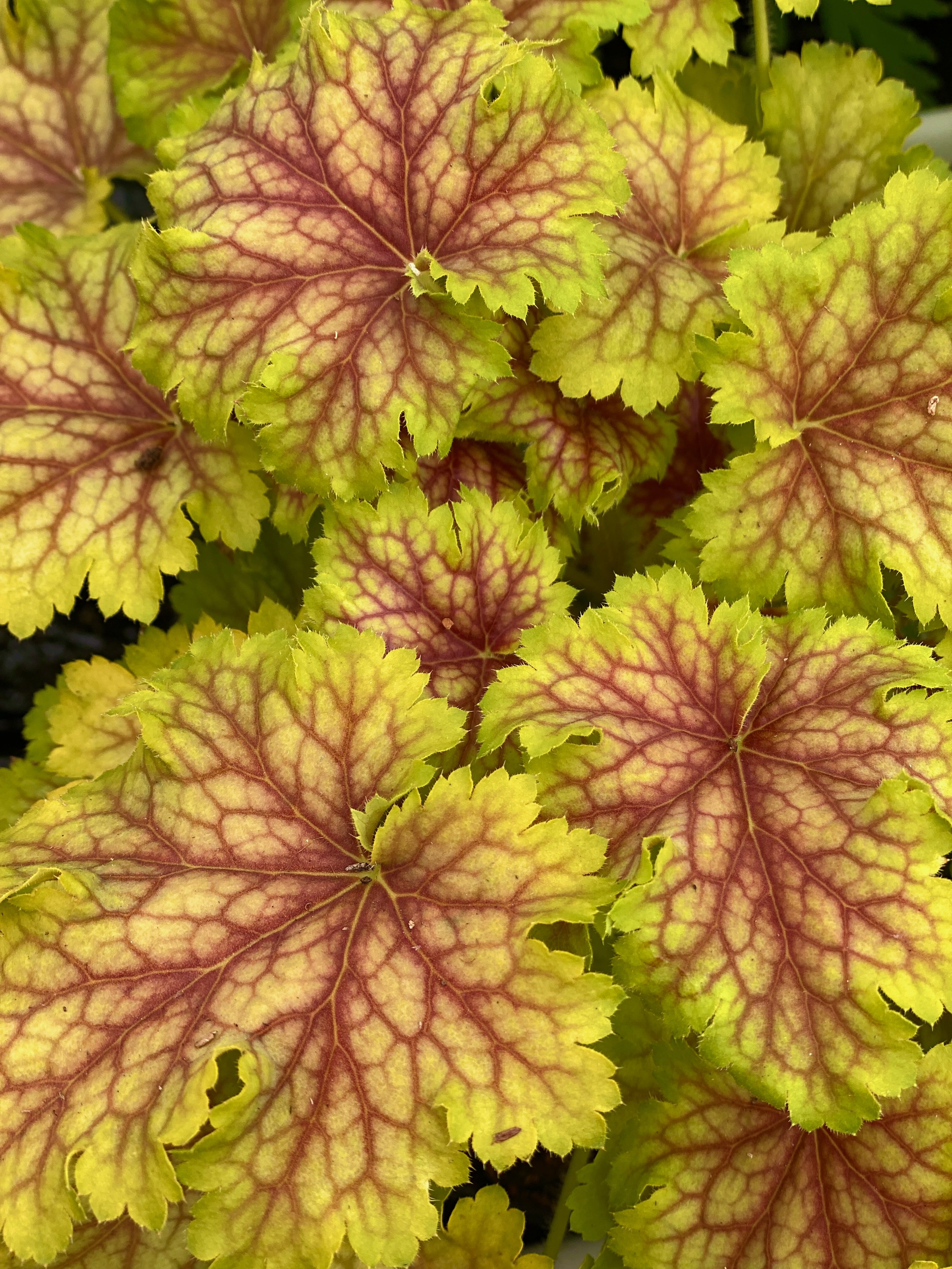 Heuchera Splashberry cu.jpeg
