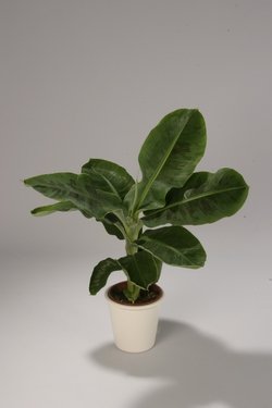 musa_tropicana_big.jpg