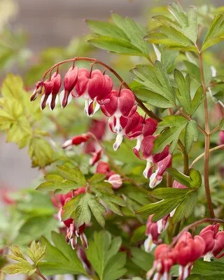Dicentra Jolly Hearts Love Close Up.jpg