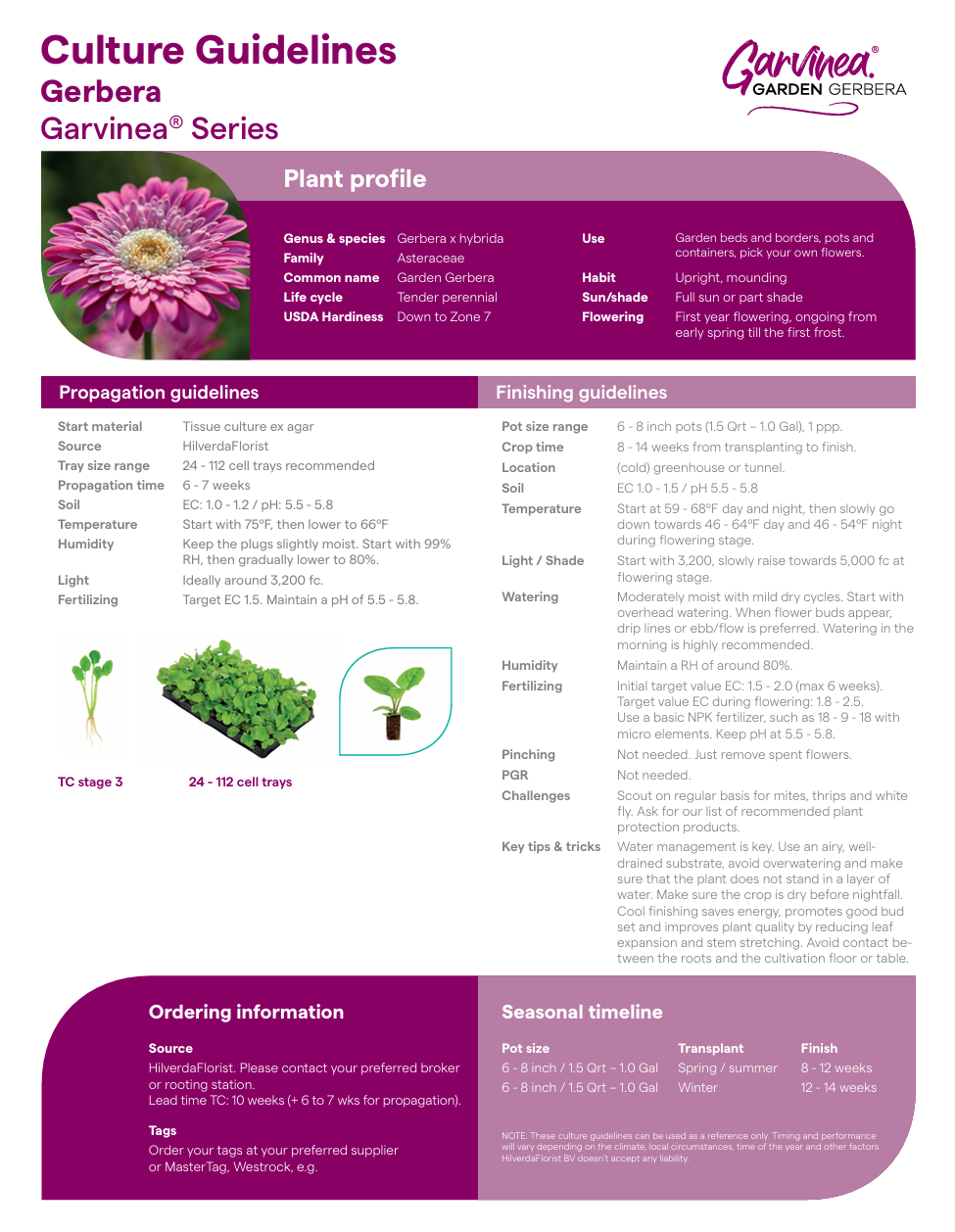 Hilverda Gerbera Cultural Information.png