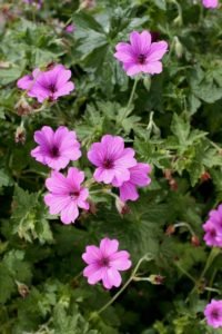 Geranium Elworthy Eyecatcher.jpg