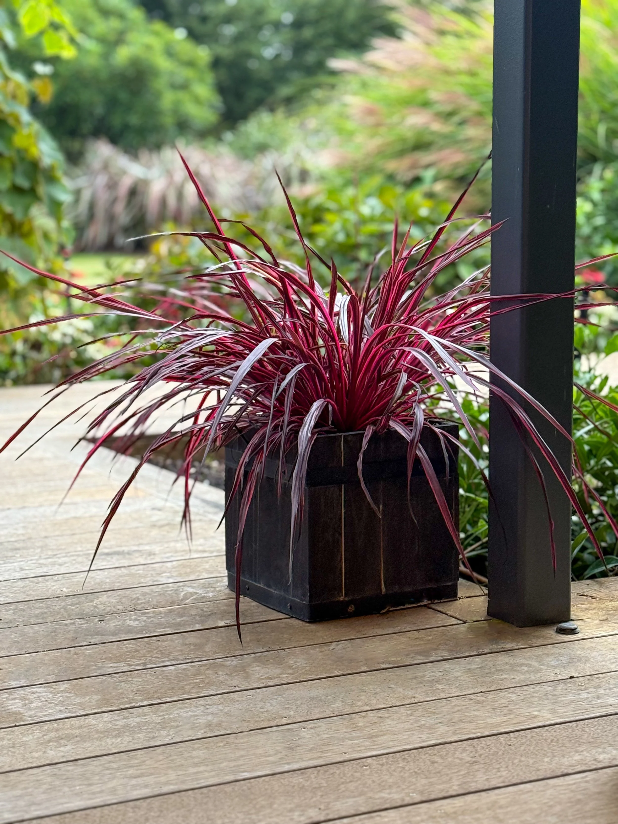 Cordyline Festival Raspberry potted.JPG