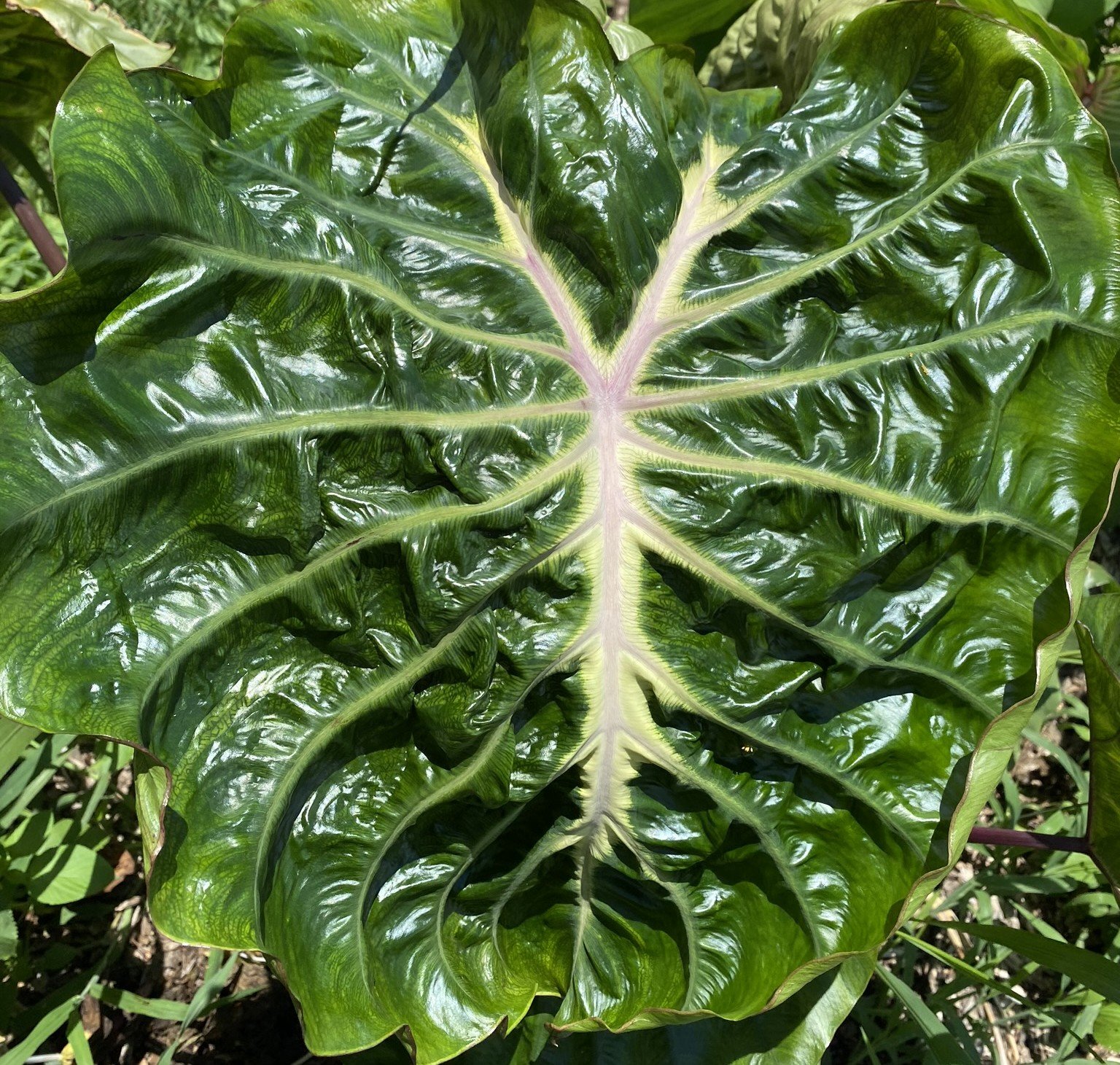 Colocasia Ripple in Time.JPEG