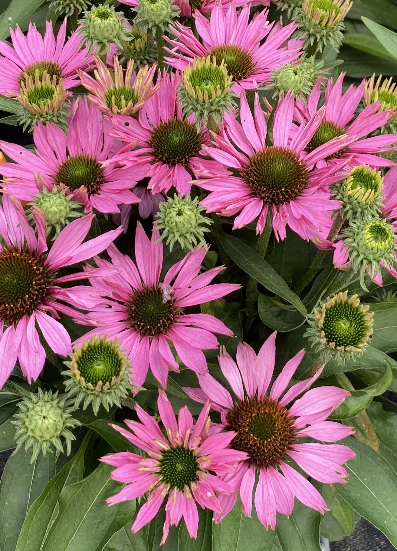 Echinacea SunSeekers Bubblelicous cu.jpg