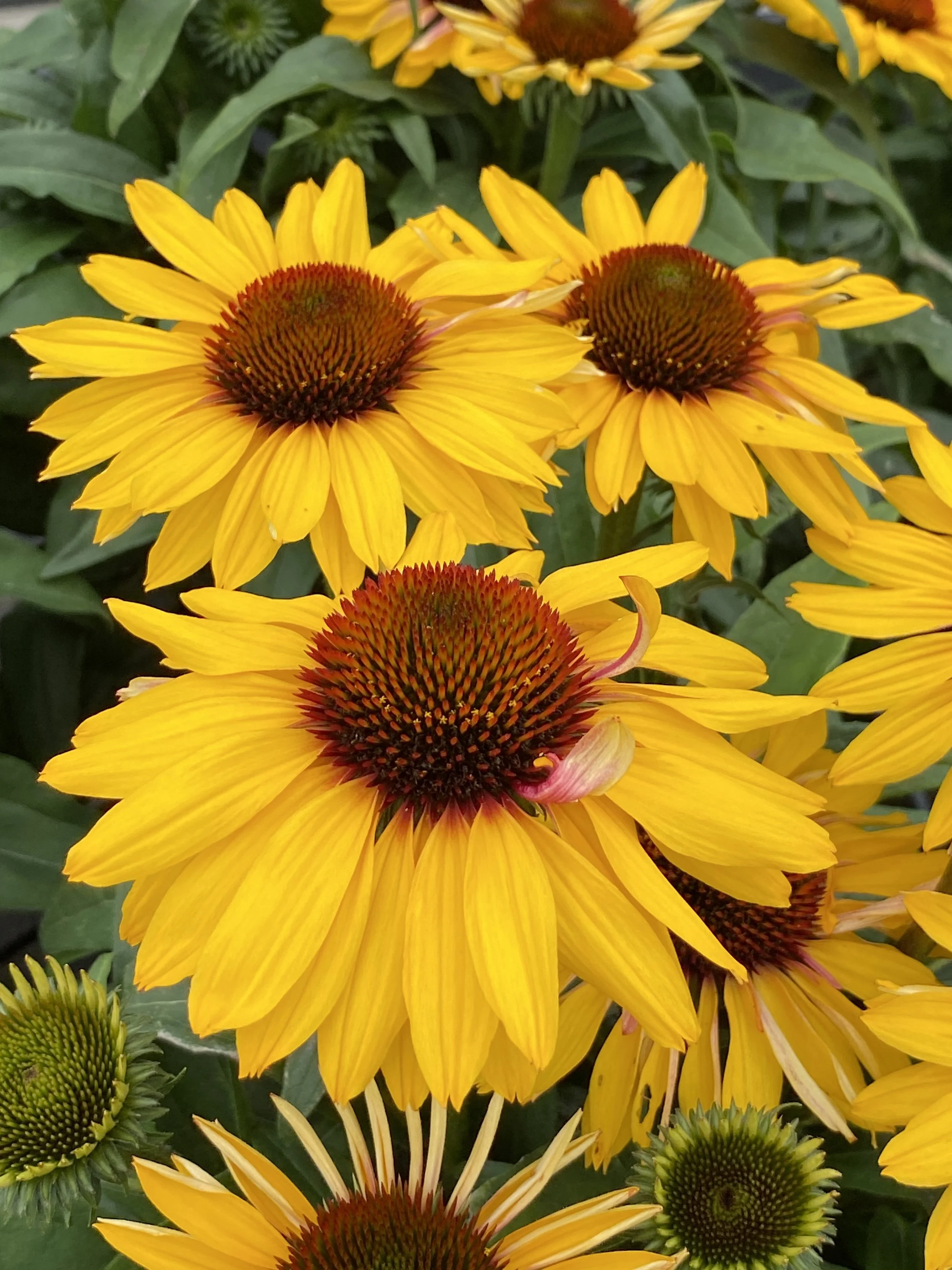 Echinacea SunSeekers Mango Sunrise cu.jpg