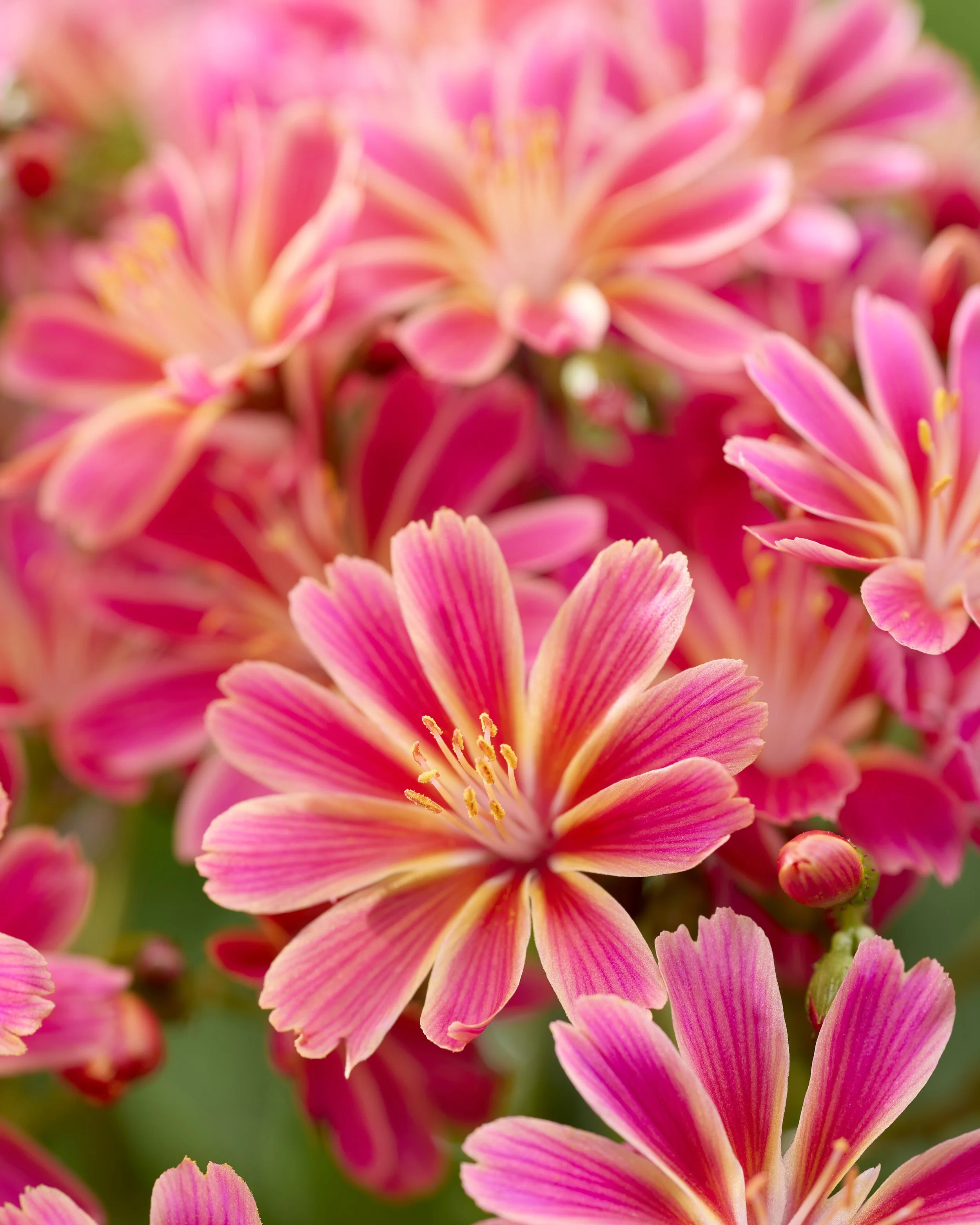 Lewisia Safira Sensation cu.jpg