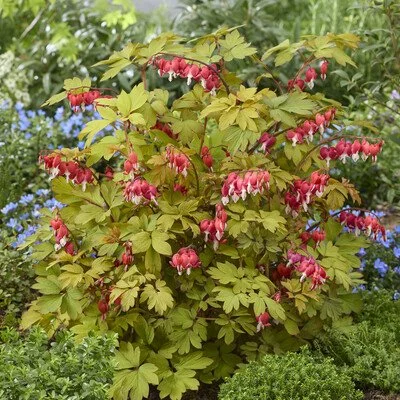 Dicentra Jolly Hearts Spark Garden.jpg
