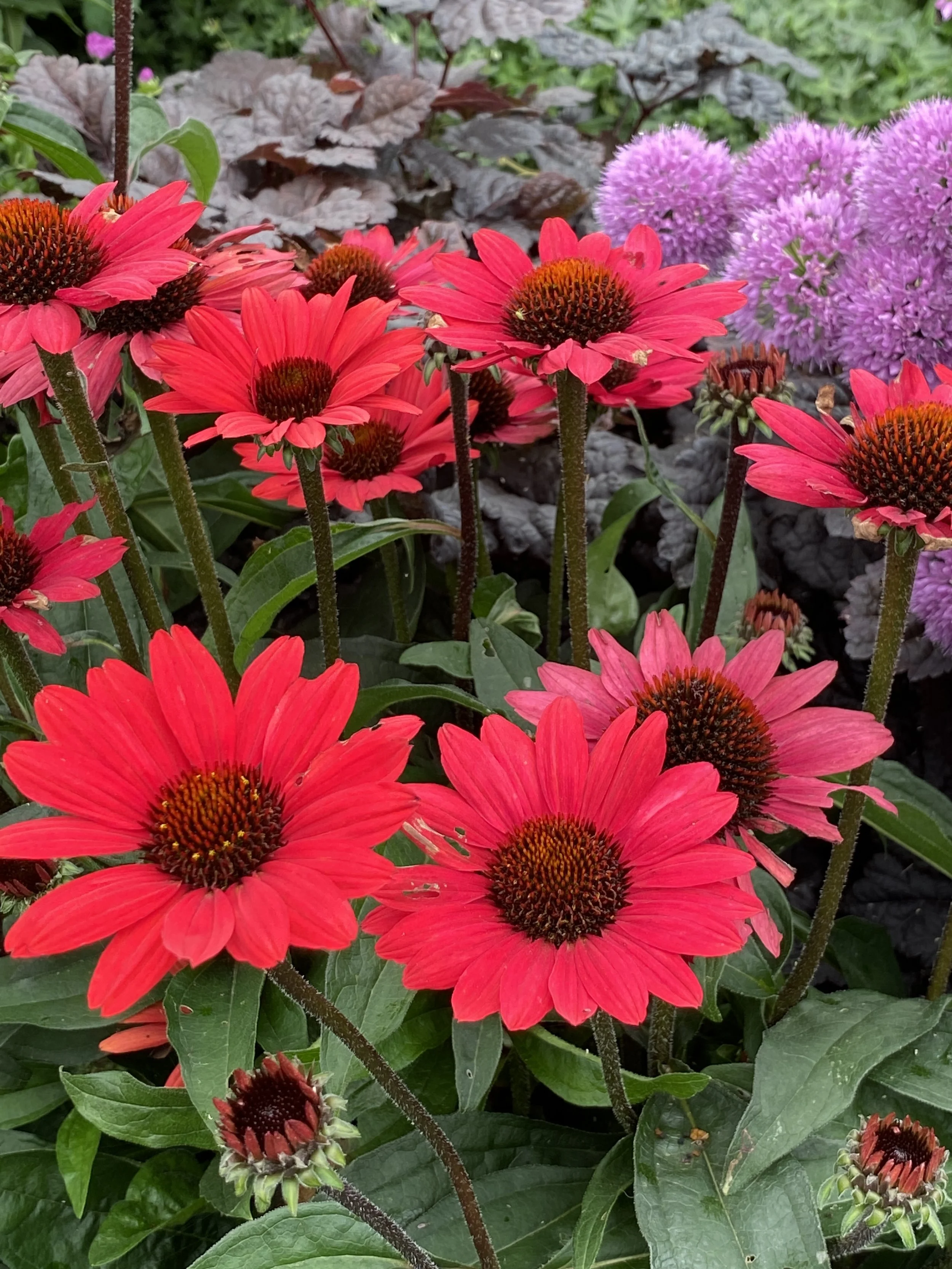 Echinacea SunSeekers Scarlet cu.jpg