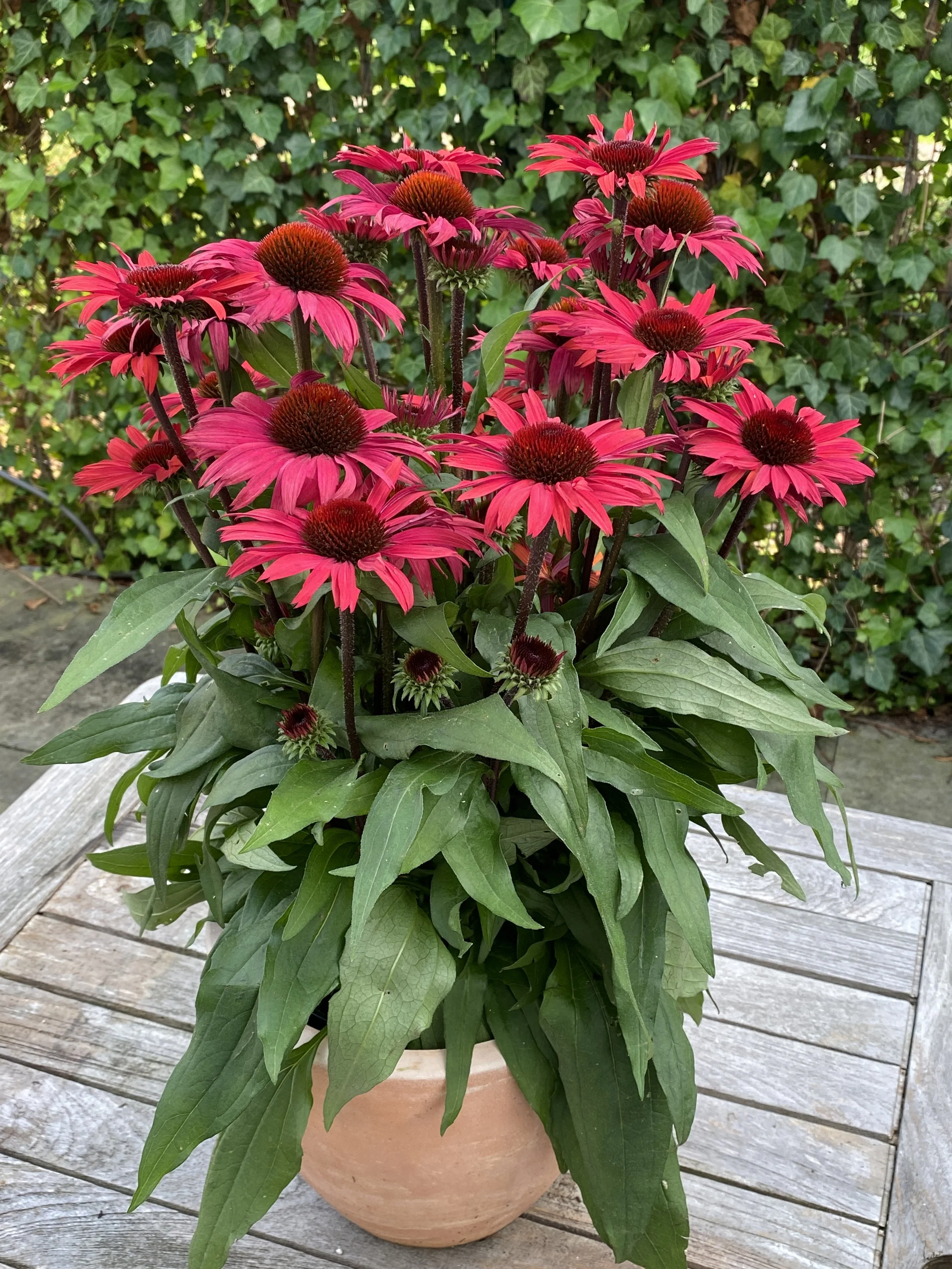 Echinacea SunSeekers Pomegranate fp2.JPG