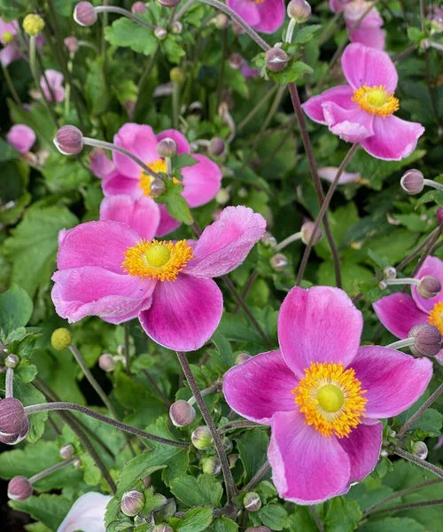 anemone-royal-anemone-royal-pink.webp