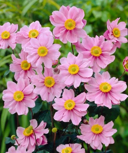 anemone-serenade.webp
