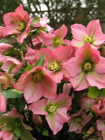 Helleborus-Rosemary-004.jpg