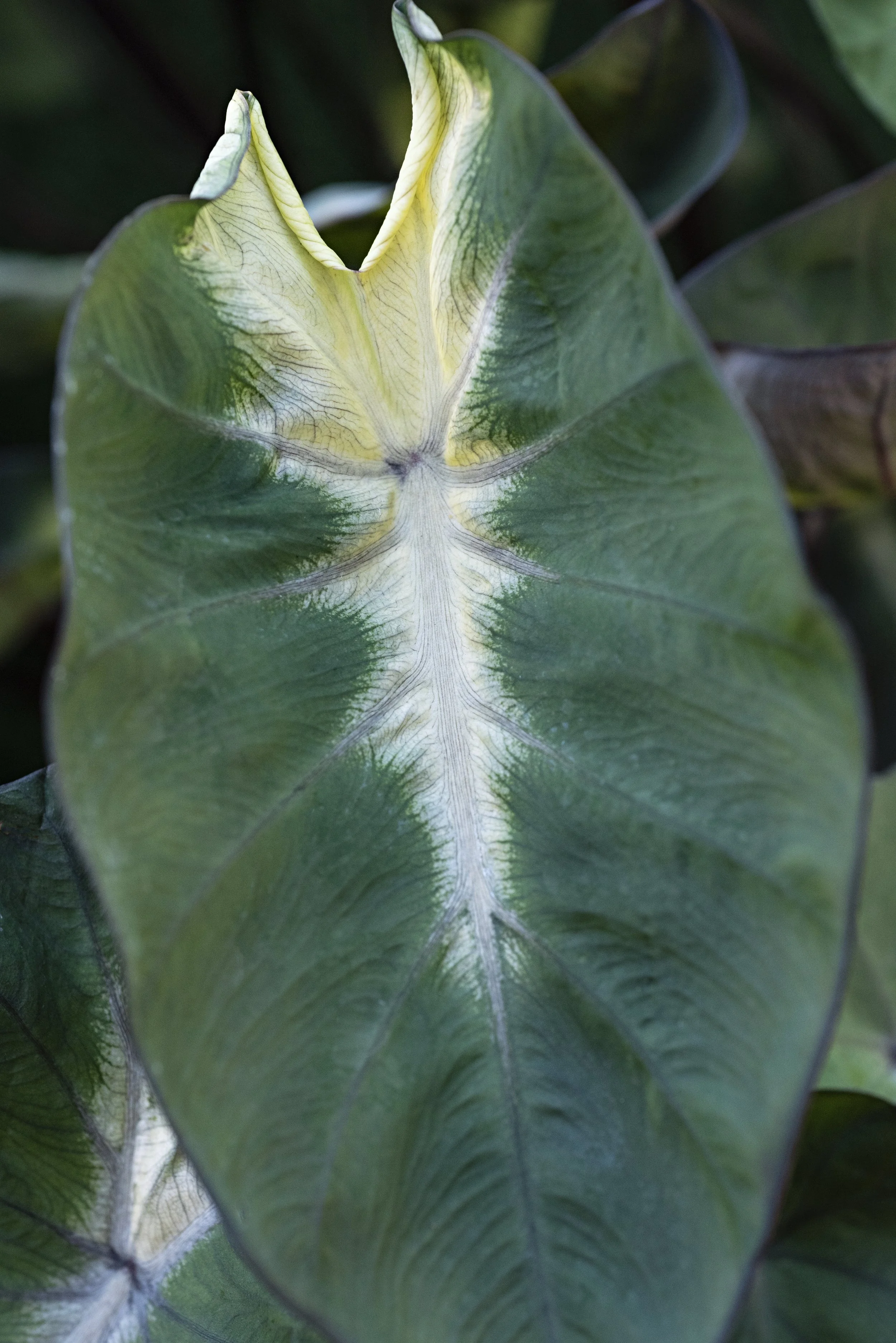 Colocasia Royal Hawaiian Tropical Storm (1).jpg