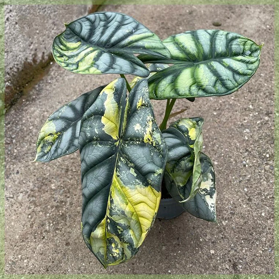 Alocasia Silver Dragon