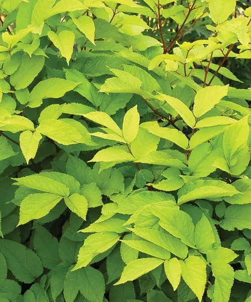 aralia-sun-king.webp