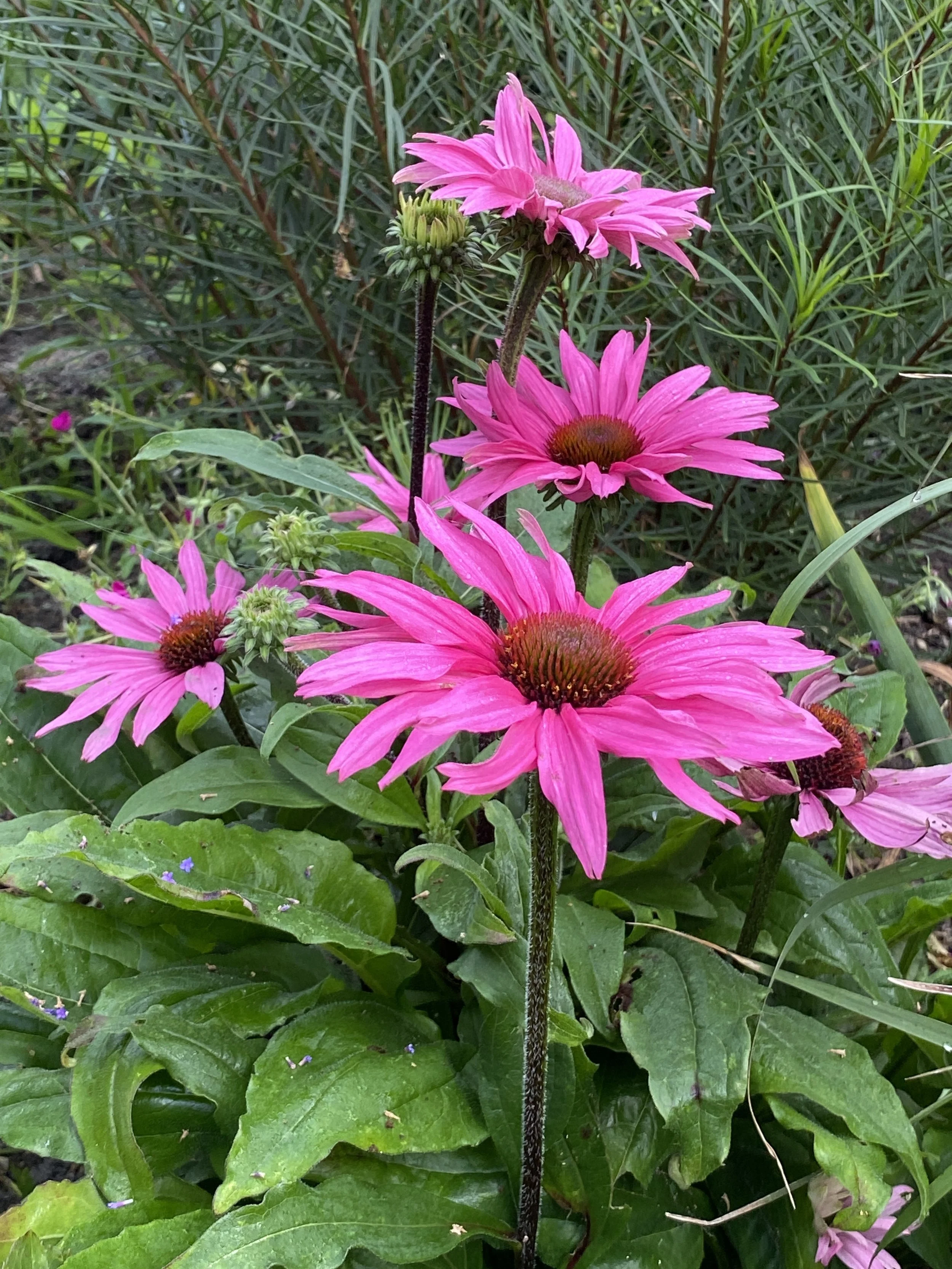 Echinacea SunSeekers Rosy close up.jpg