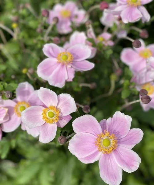 anemone-royal-anemone-royal-blush.webp