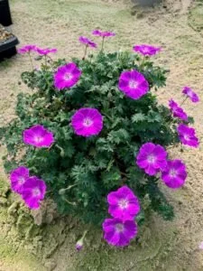 Geranium Frivolius Purple Photo.jpg
