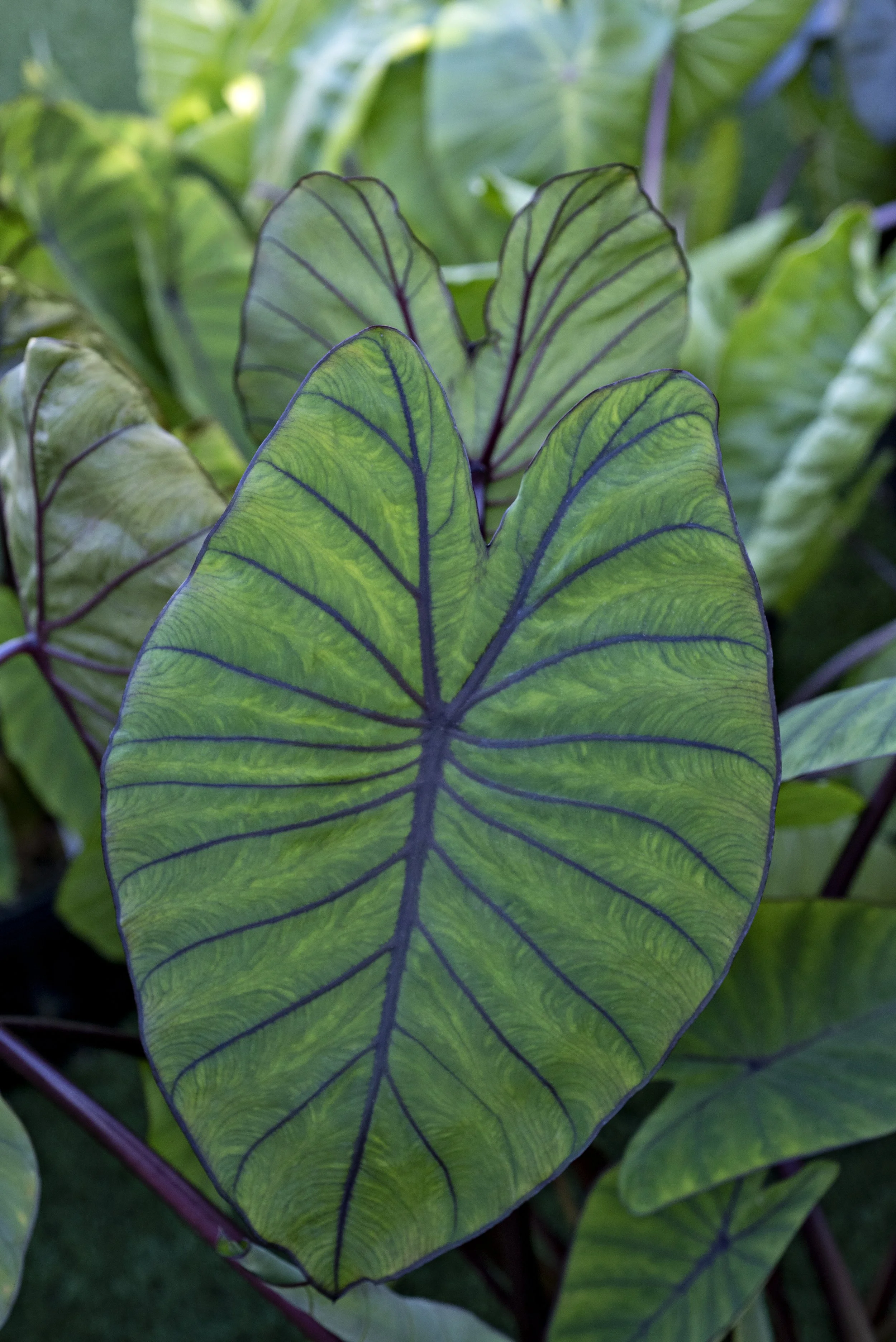 Colocasia Royal Hawaiian Blue Hawaii.jpg