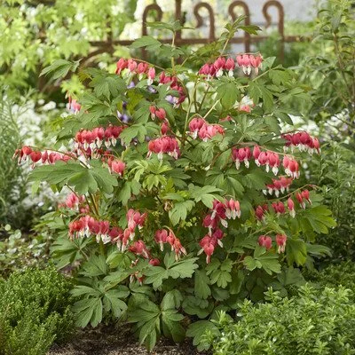 Dicentra Jolly Hearts Love Garden.jpg