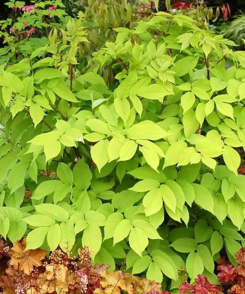 aralia-sun-king.jpg
