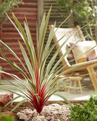 Cordyline Magic Star Close Up.jpg