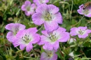 Geranium Confetti Photo.jpg