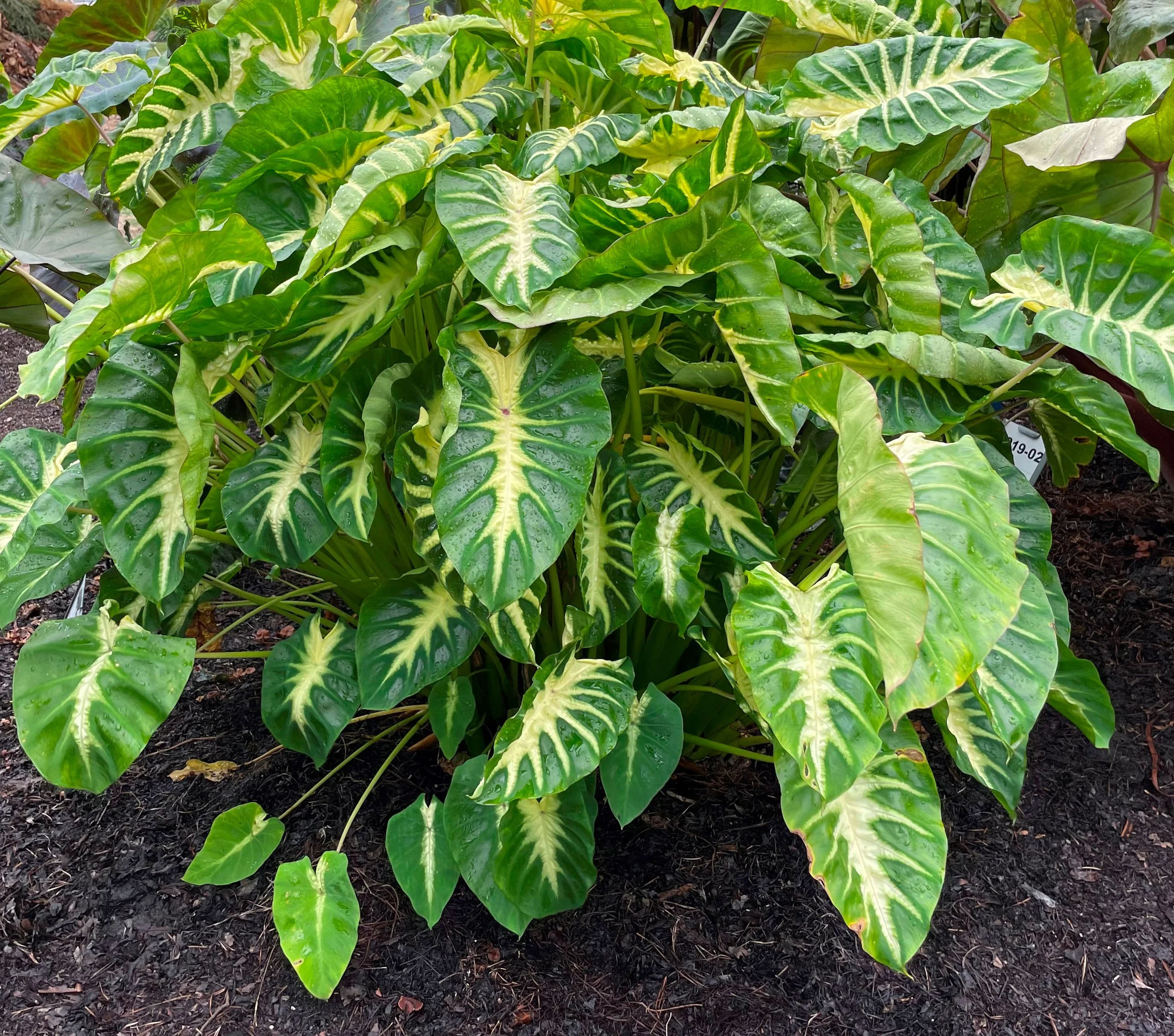 Colocasia Royal Hawaiian Maui Sunrise.jpg