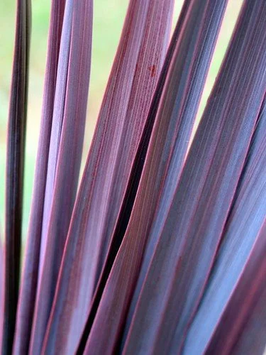 Cordyline Burgundy Spire Close Up.jpg
