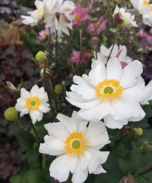 anemone-snow-angel.webp