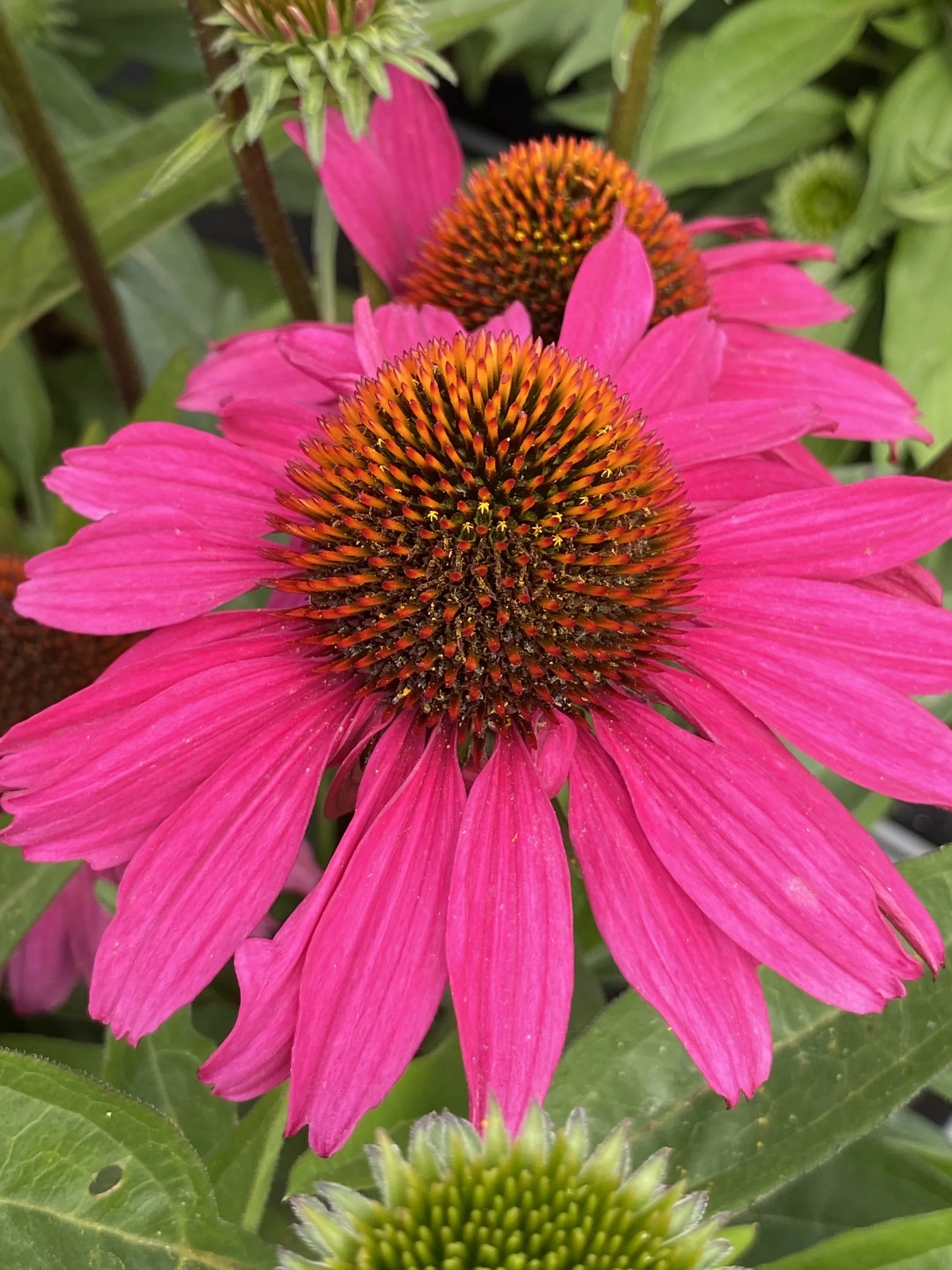 Echinacea SunSeekers Hot Pink cu.jpg
