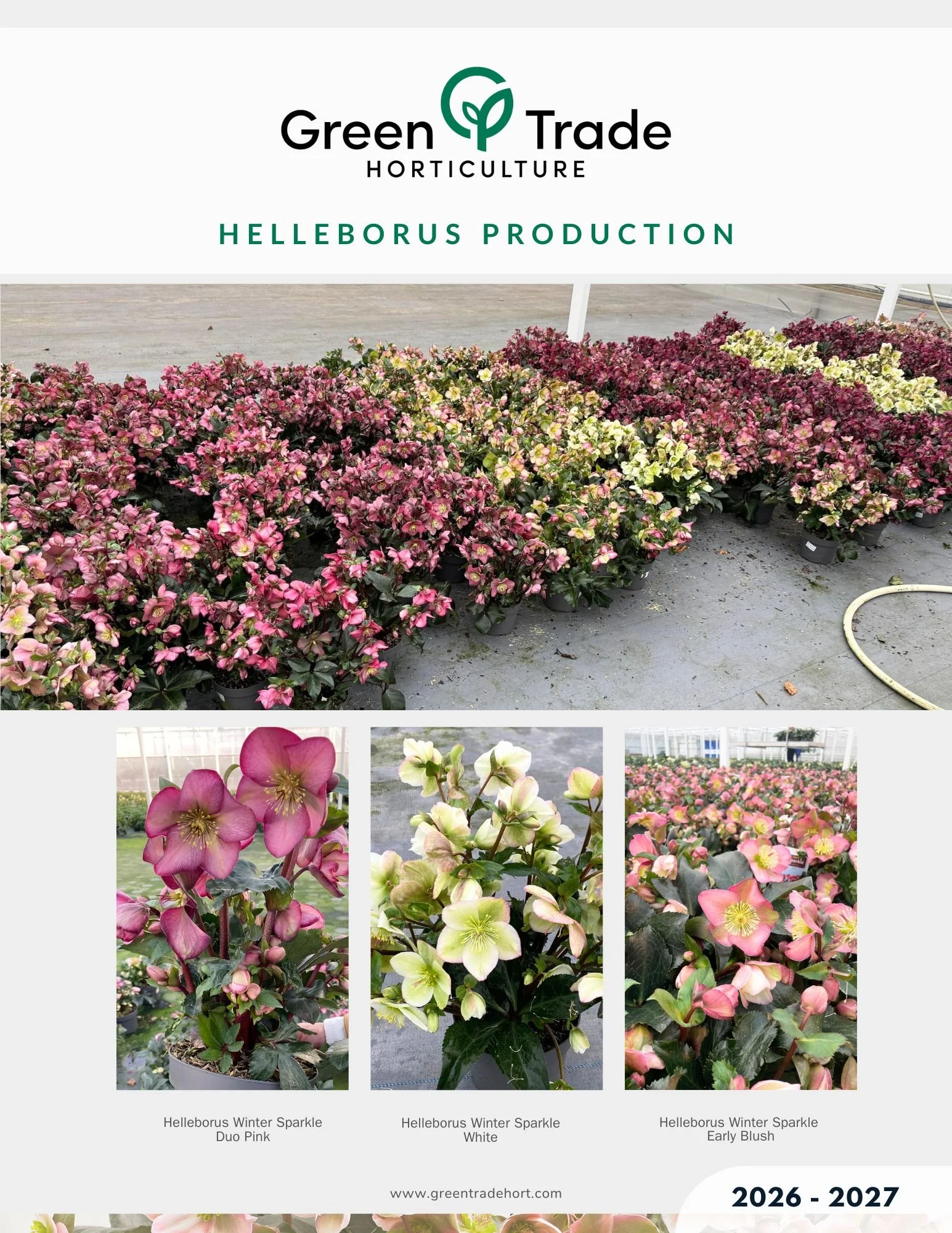 Helleborus Sparkle 2026-2027 Flyer Back.jpg
