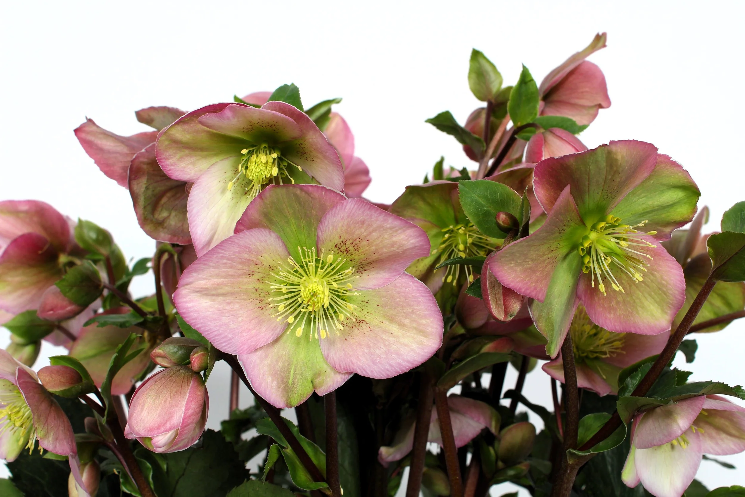 Helleborus Winter Sparkle Blush